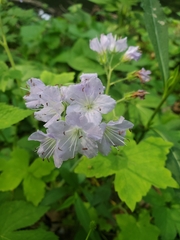 Hydrophyllum appendiculatum