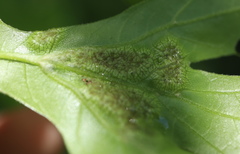 Melikaiella ostensackeni