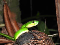 Trimeresurus insularis