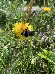 Bombus auricomus