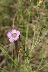 Agalinis communis