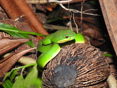 Trimeresurus insularis