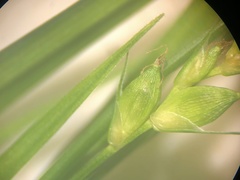 Carex oligocarpa