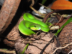 Trimeresurus insularis