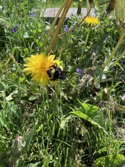 Bombus auricomus