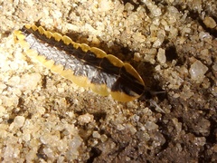 Lampyridae