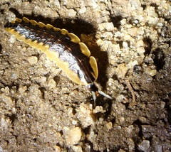 Lampyridae