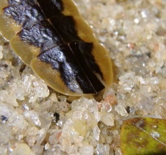 Lampyridae