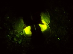 Lampyridae
