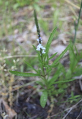Verbena simplex