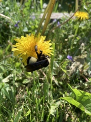 Bombus auricomus