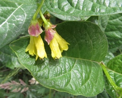 Lonicera involucrata involucrata