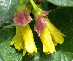 Lonicera involucrata involucrata