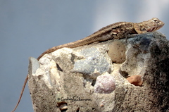 Sceloporus horridus