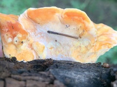 Piptoporellus