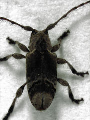 Hybolasius crista