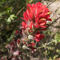 Castilleja affinis affinis
