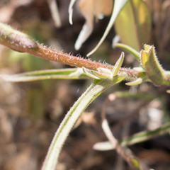 Castilleja affinis affinis
