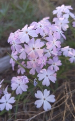 Phlox speciosa