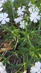 Phlox speciosa