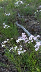 Phlox speciosa