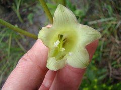 Helia viridiflora