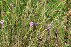 Agalinis communis