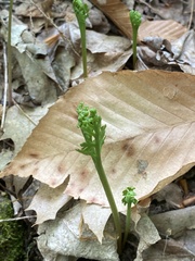Botrychium matricariifolium
