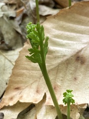 Botrychium matricariifolium