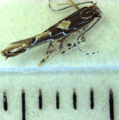 Pyroderces apparitella