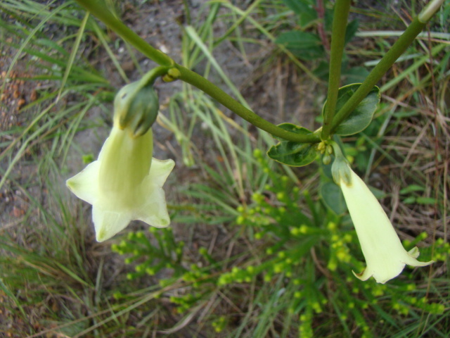 Helia viridiflora