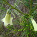 Chelonanthus viridiflorus - Photo (c) Marinês Eiterer, alguns direitos reservados (CC BY-NC), uploaded by Marinês Eiterer