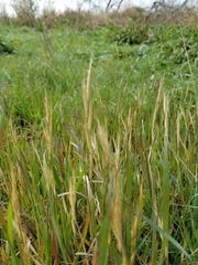 Bromus japonicus