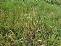 Bromus japonicus
