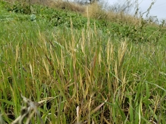 Bromus japonicus