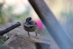 Zonotrichia capensis