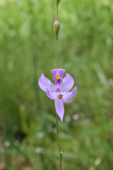 Calopogon