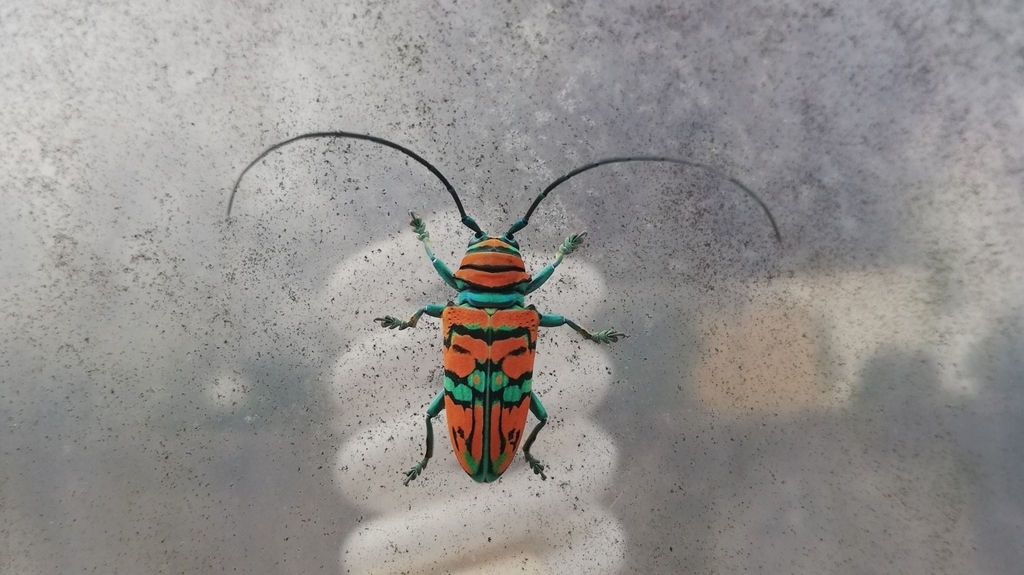 標本 Sternotomis mathildae 26mm 28mm Genus Sternotomis · iNaturalist