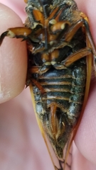 Magicicada septendecula