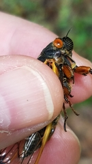 Magicicada septendecula