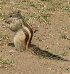 Funambulus pennantii