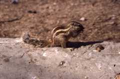 Funambulus pennantii