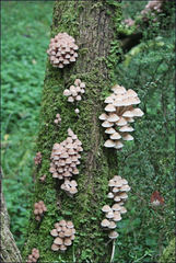 Mycena subgalericulata
