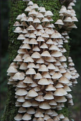 Mycena subgalericulata