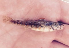 Etheostoma exile