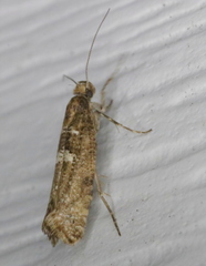 Acrolepiopsis assectella