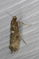 Acrolepiopsis assectella