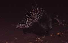 Mellivora capensis