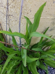 Solidago sempervirens