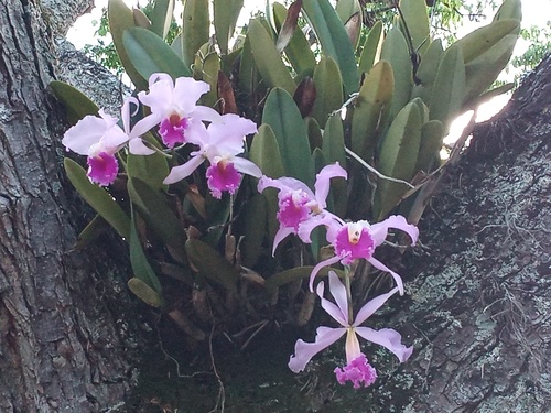 Cattleya mendelii, photograph 3